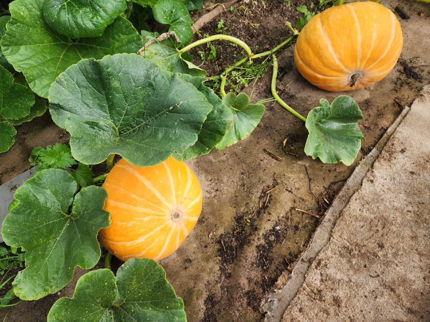 Красноармейск, Пушкинский, деревня, сад, огород, активное долголетие