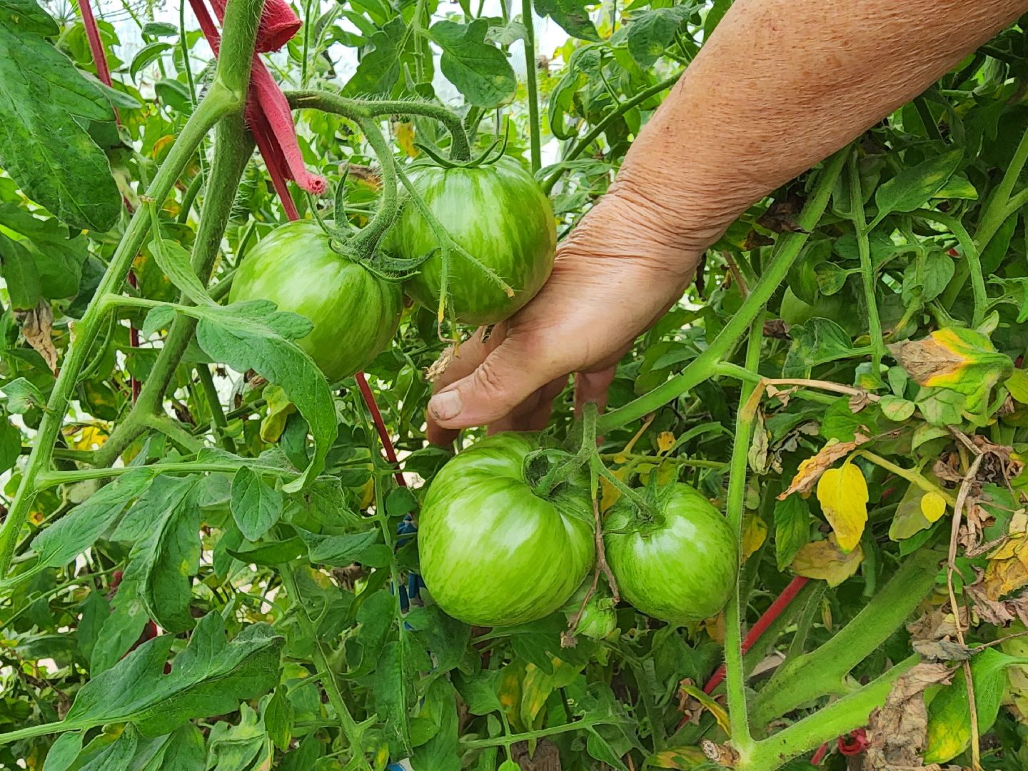Красноармейск, Пушкинский, деревня, сад, огород, активное долголетие