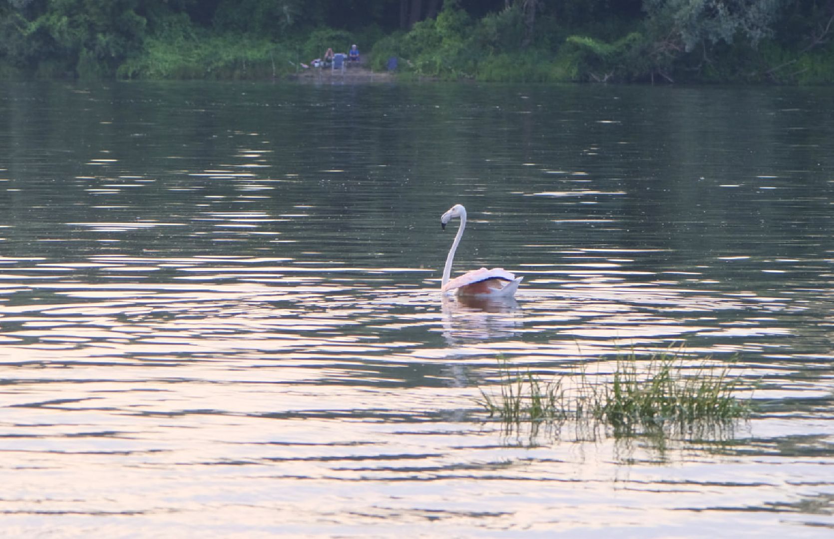 Пущино, экология, фламинго