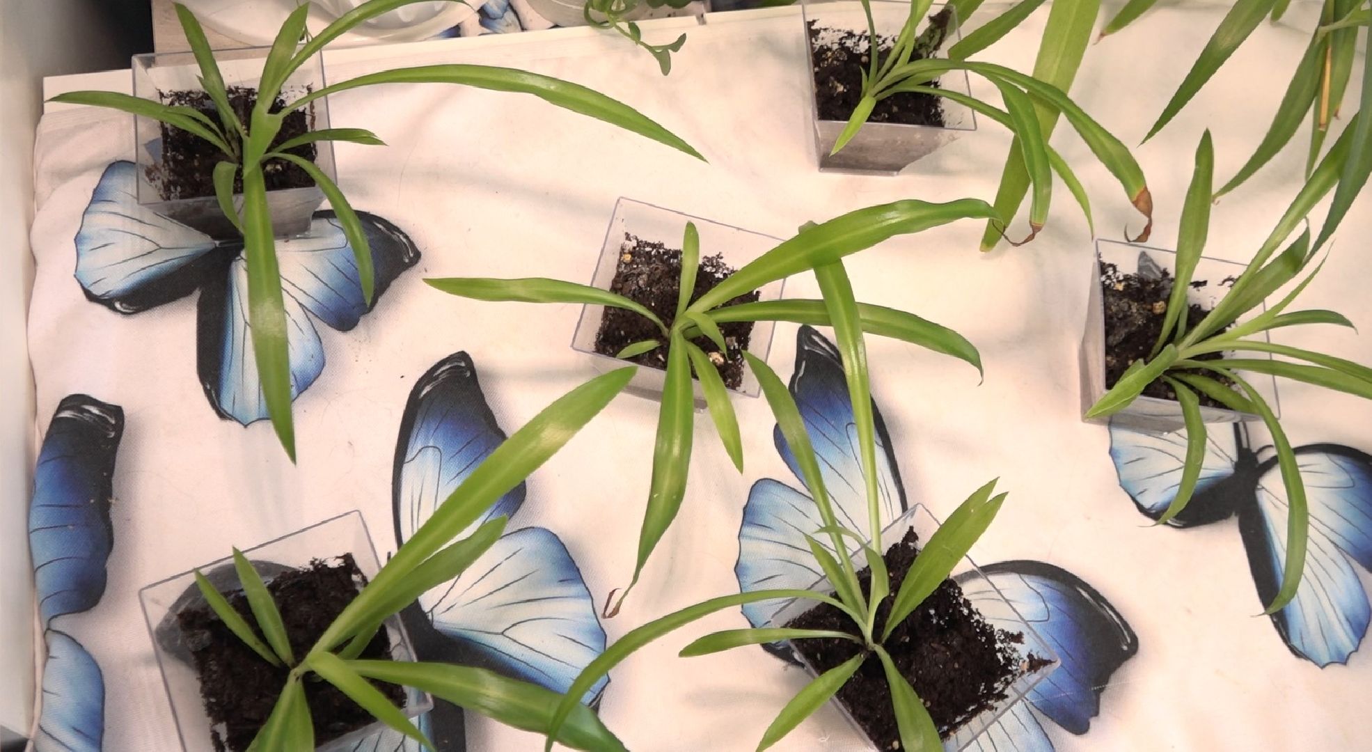 Экософия, сказки, Домодедово