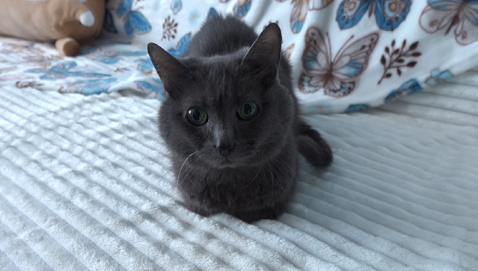 Экософия, сказки, Домодедово