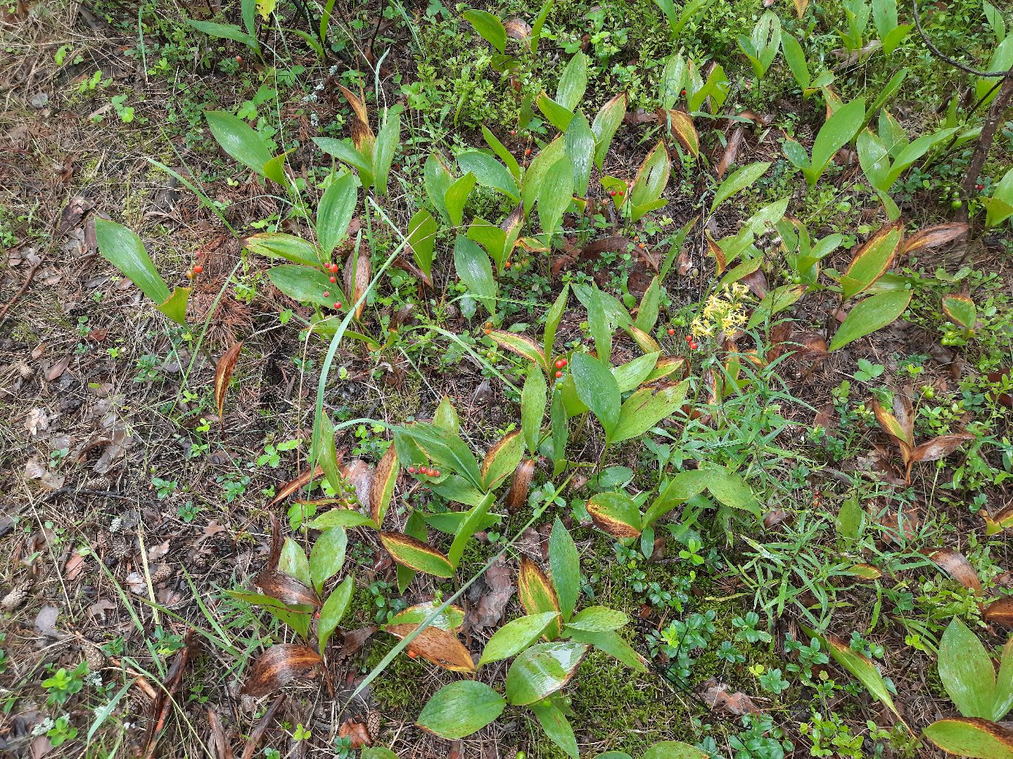 Шатура, ландыш, ландыш ядовитый,