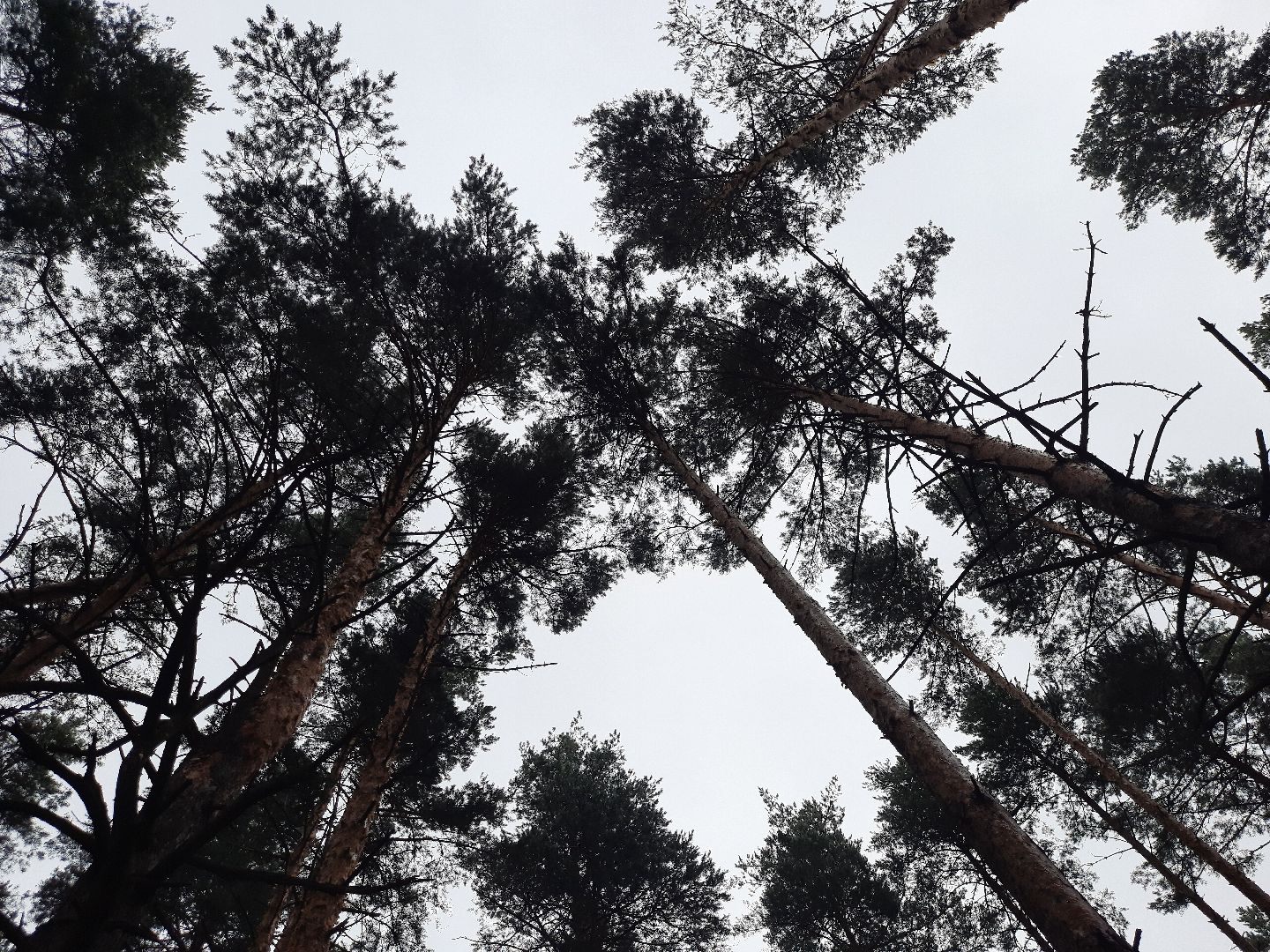 Шатура, ландыш, ландыш ядовитый,