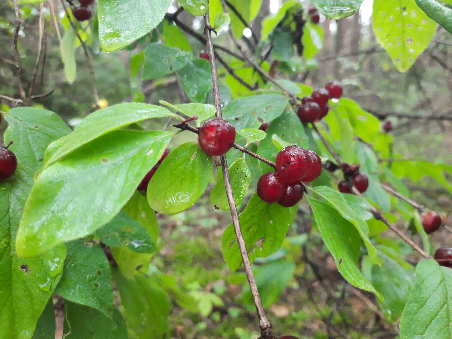 Шатура, ландыш, ландыш ядовитый,