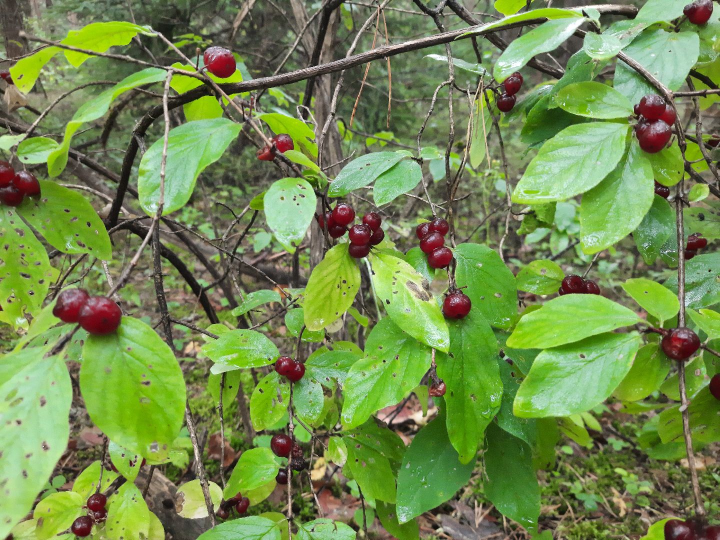 Шатура, ландыш, ландыш ядовитый,
