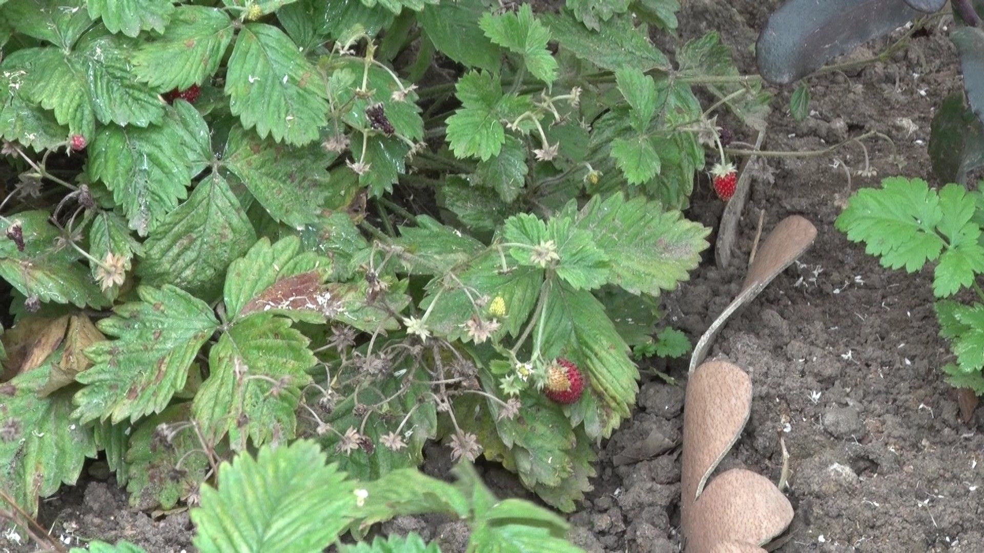Конкурс на лучший двор, Домодедово