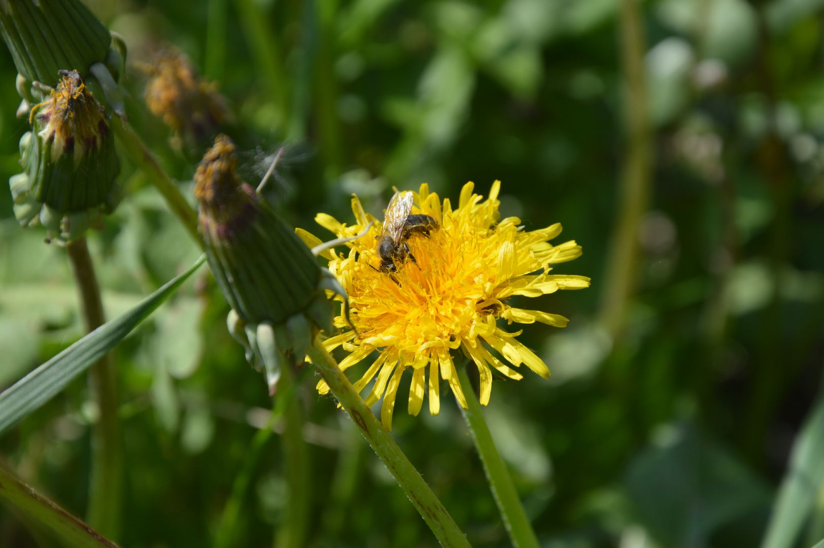 Шатура, Медовый спас, мёд, Рабочая пчела