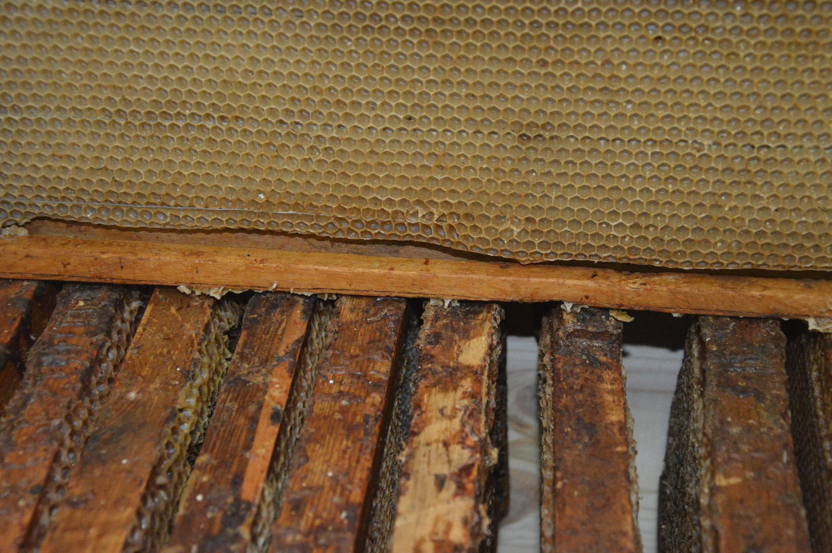 Шатура, Медовый спас, мёд, Рабочая пчела