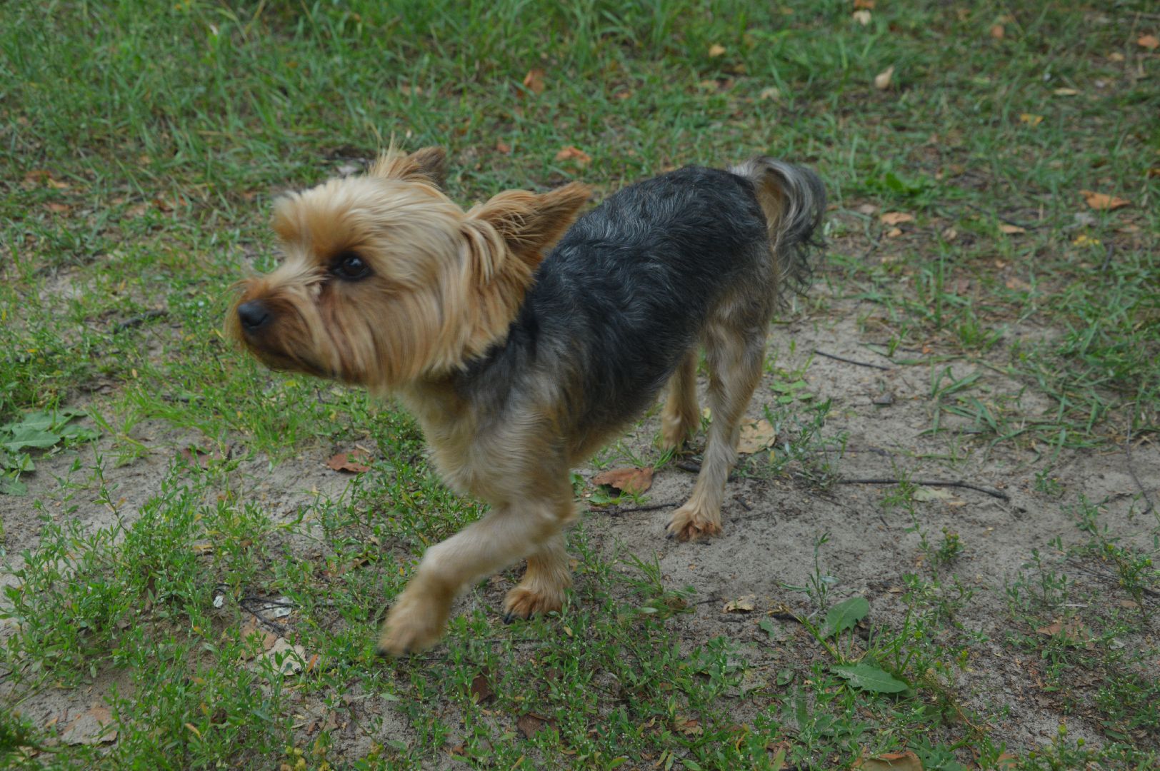 Шатура, деревня Дуреевская, Медовый спас, Престольный праздник