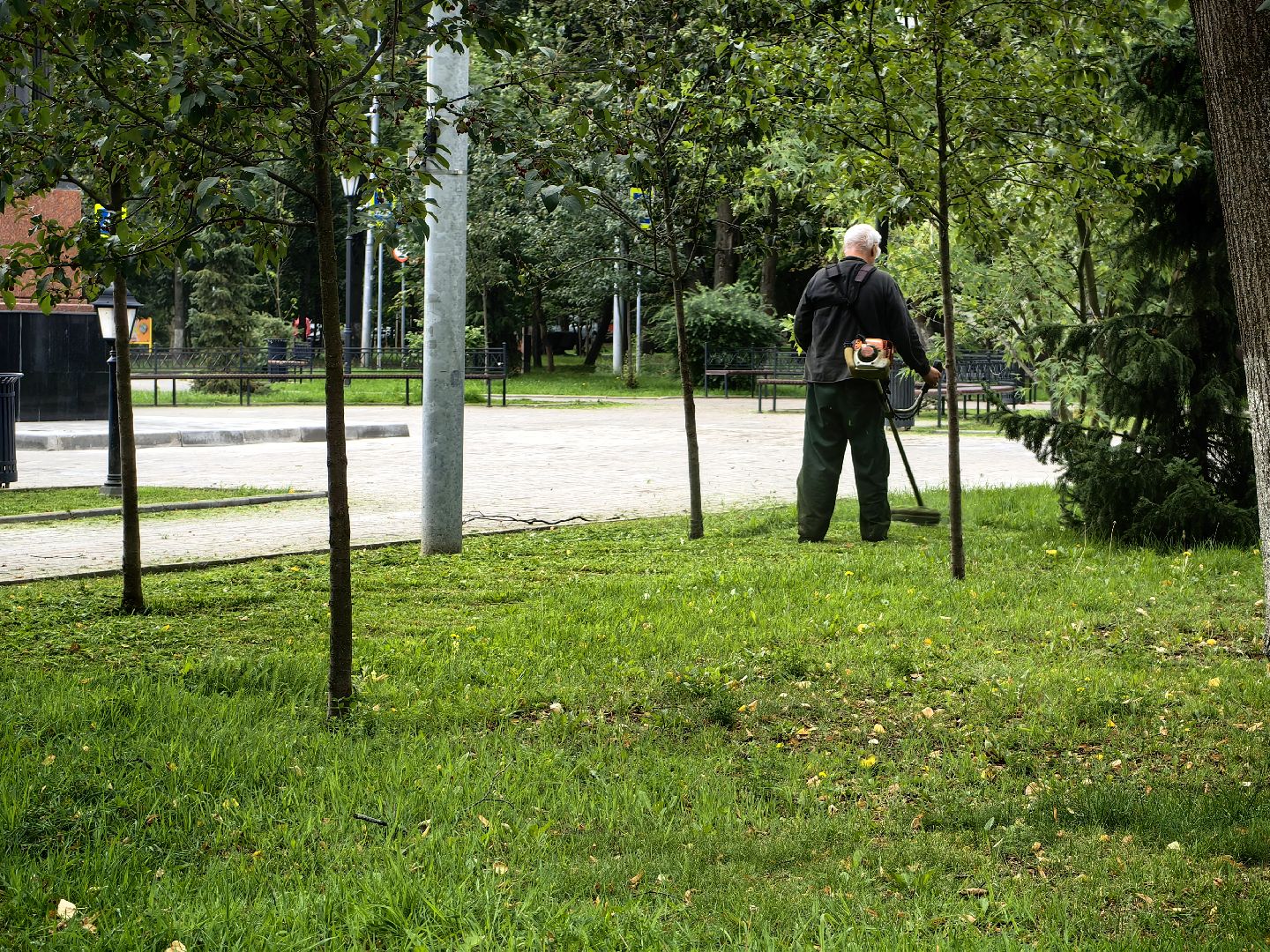 Газон, трава, сквер, улица