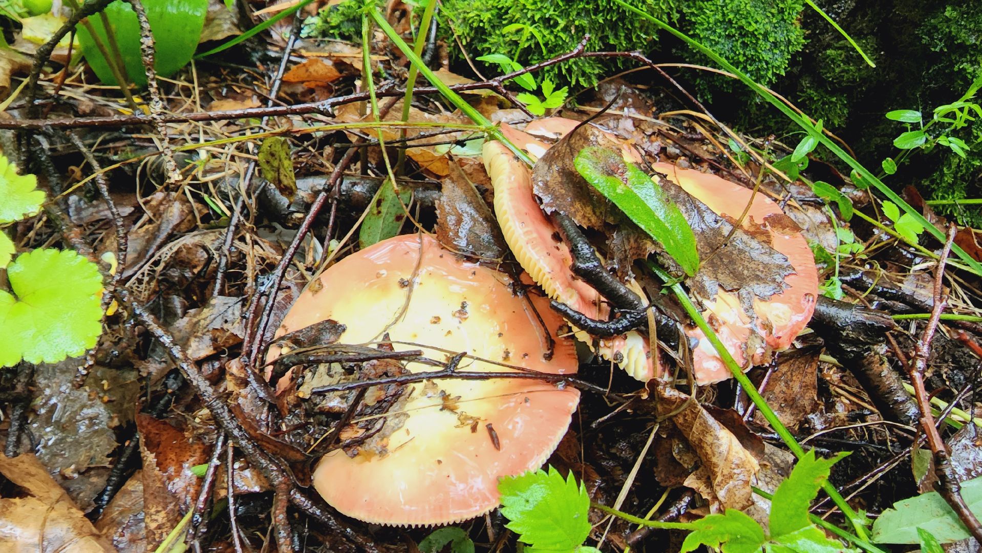 Подмгсковье, Ивантеевка, приррда, грибы