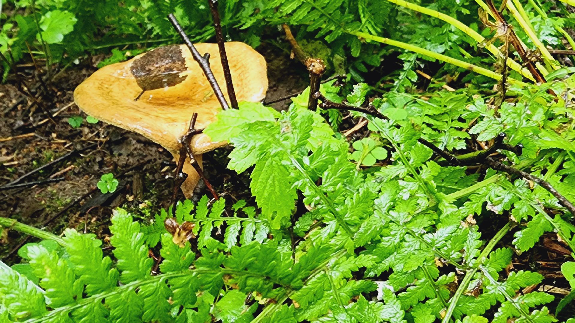 Подмгсковье, Ивантеевка, приррда, грибы