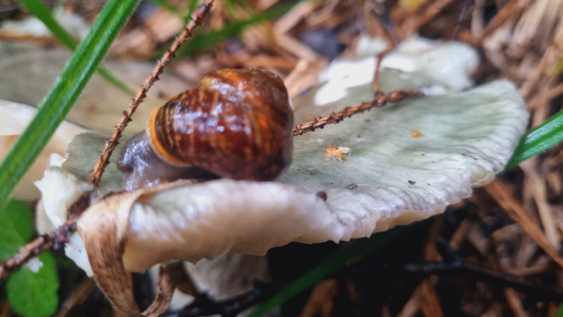 Подмгсковье, Ивантеевка, приррда, грибы