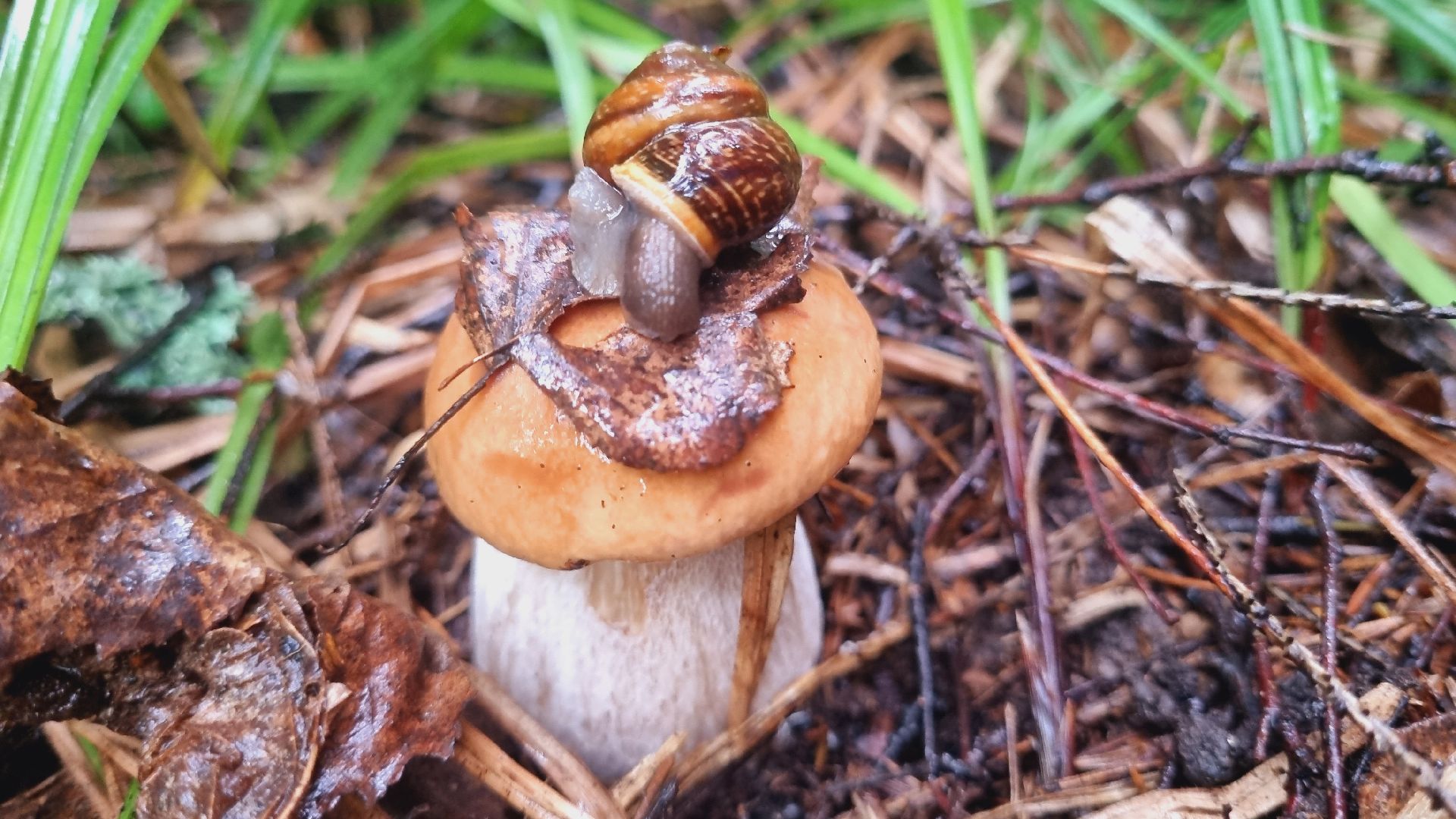 Подмгсковье, Ивантеевка, приррда, грибы