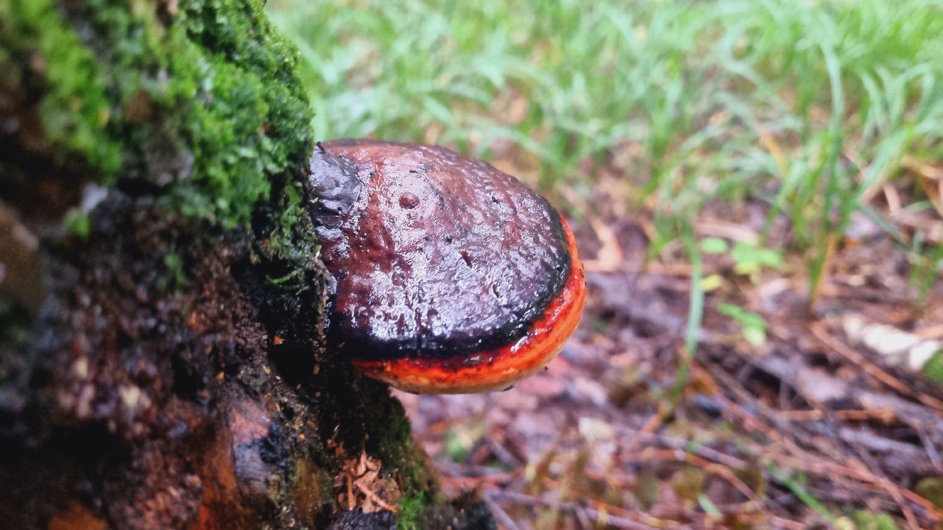 Подмгсковье, Ивантеевка, приррда, грибы