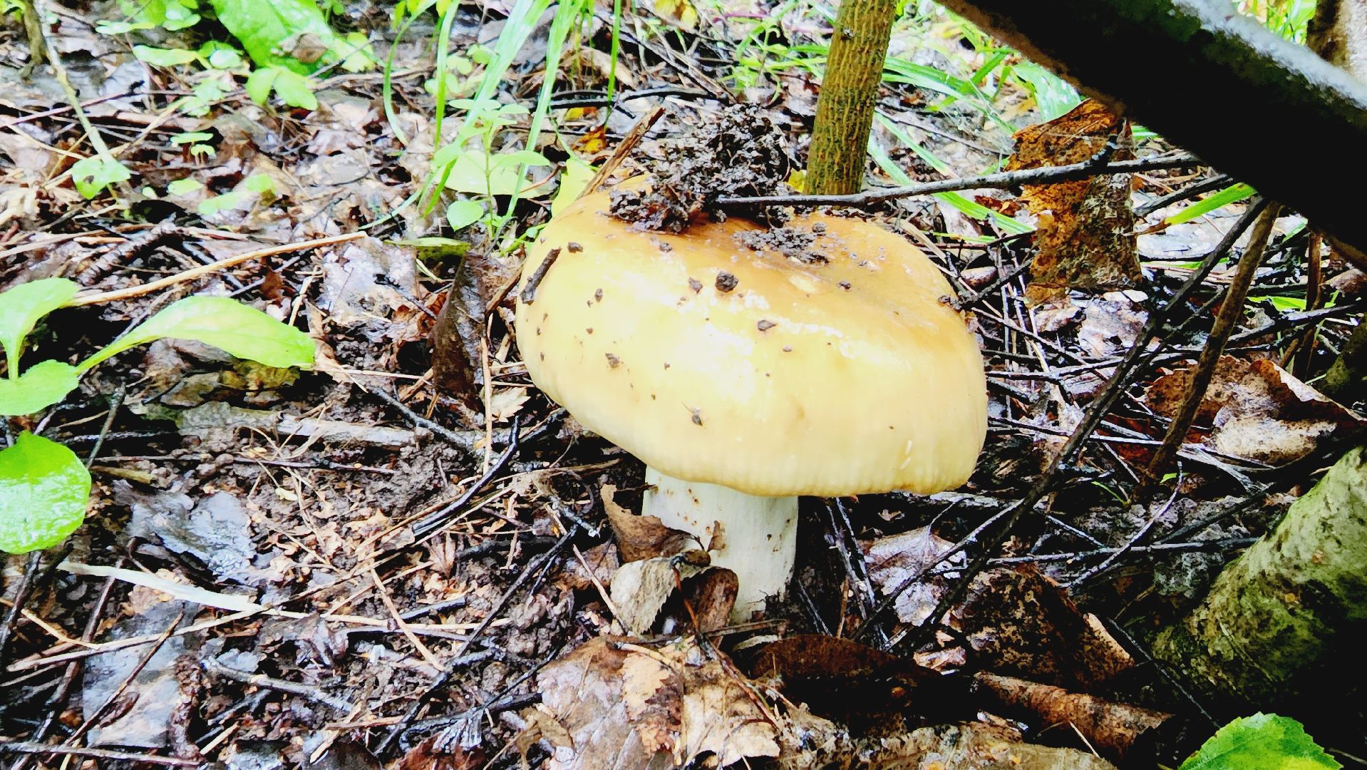 Подмгсковье, Ивантеевка, приррда, грибы