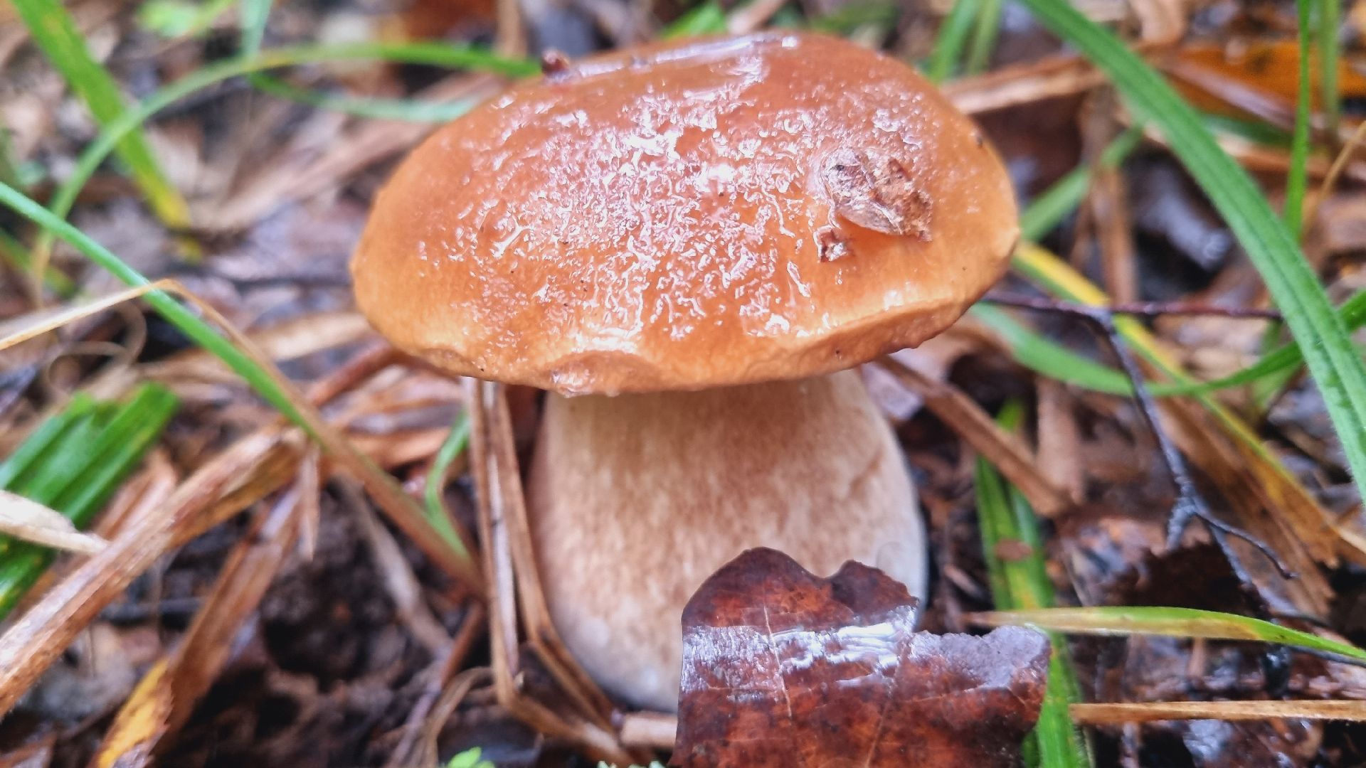 Подмгсковье, Ивантеевка, приррда, грибы