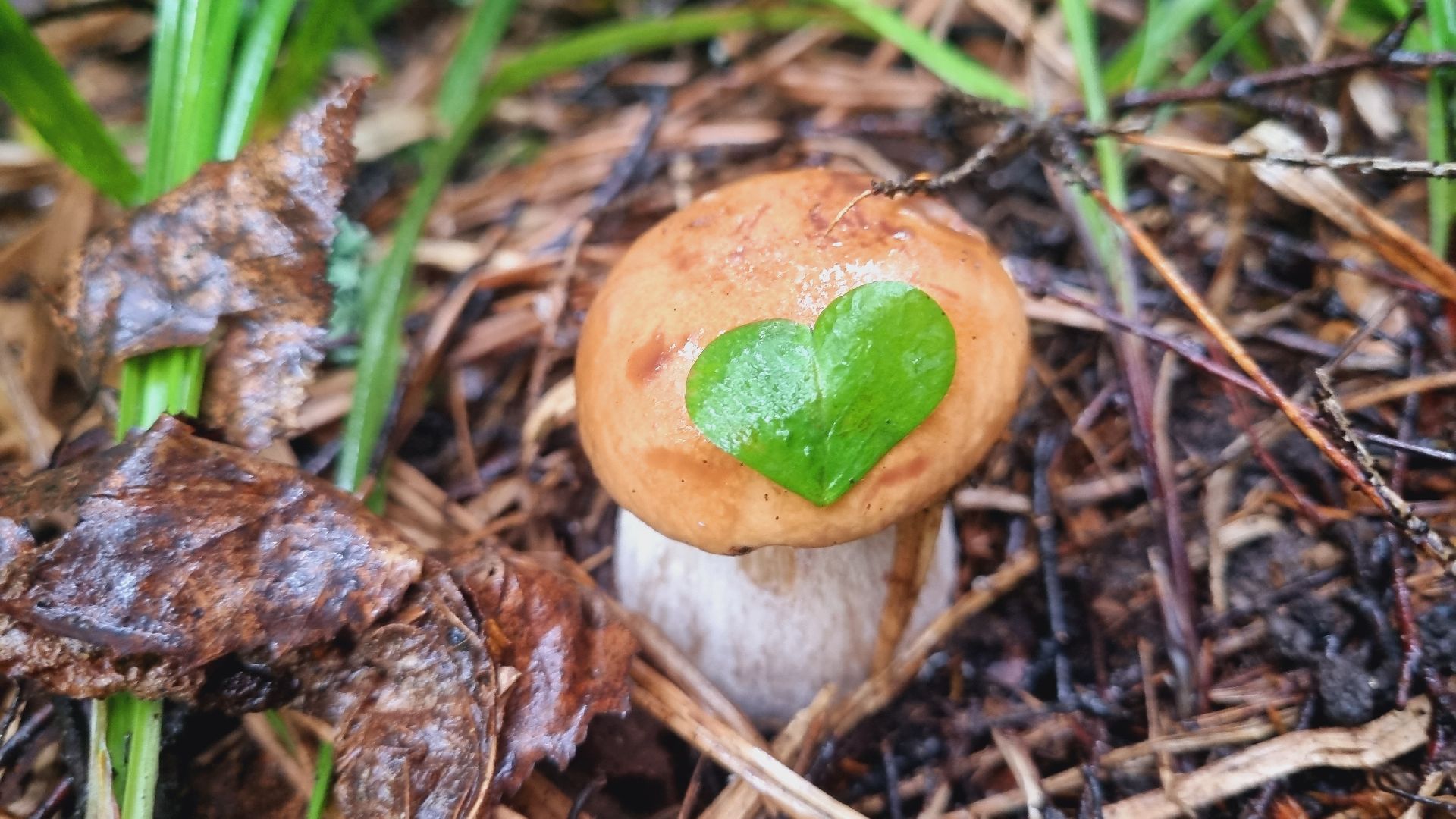 Подмгсковье, Ивантеевка, приррда, грибы