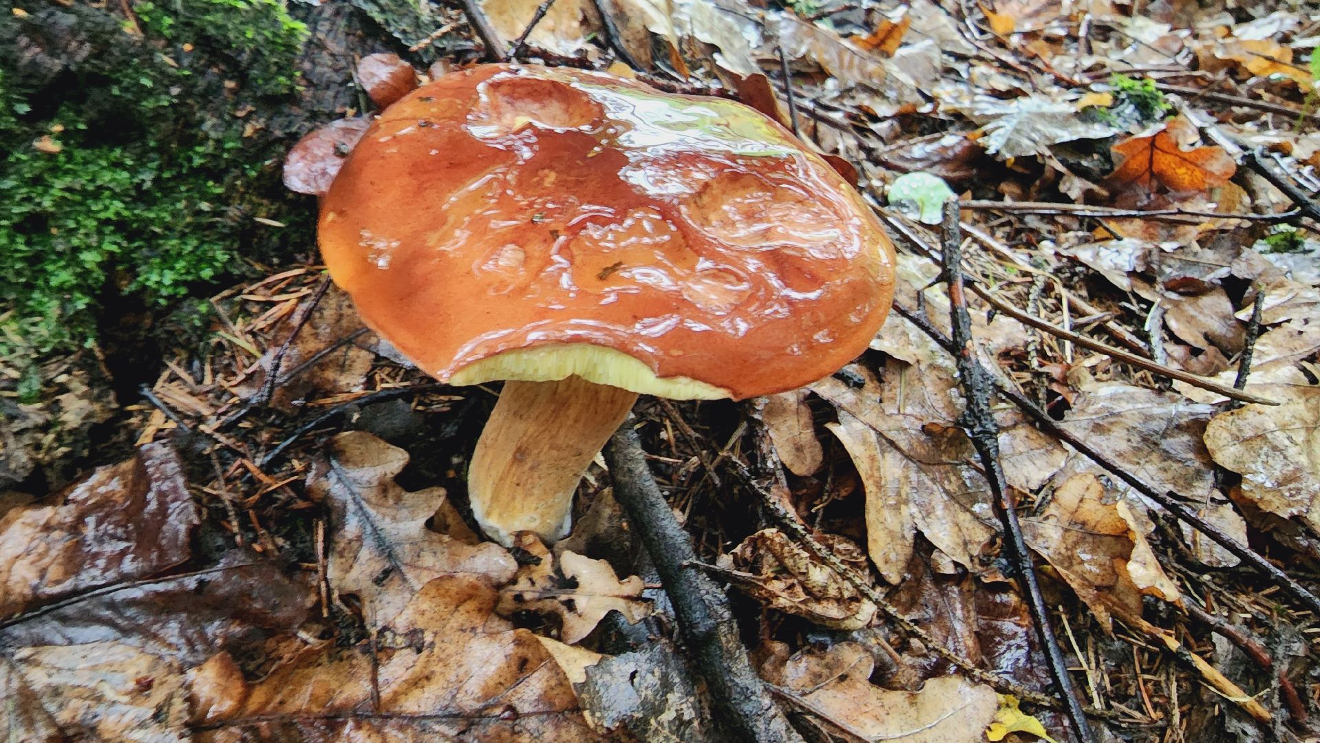 Подмгсковье, Ивантеевка, приррда, грибы