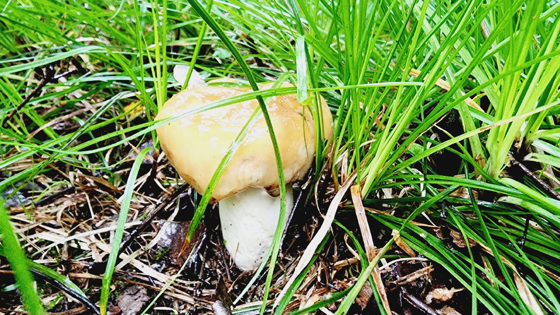 Подмгсковье, Ивантеевка, приррда, грибы