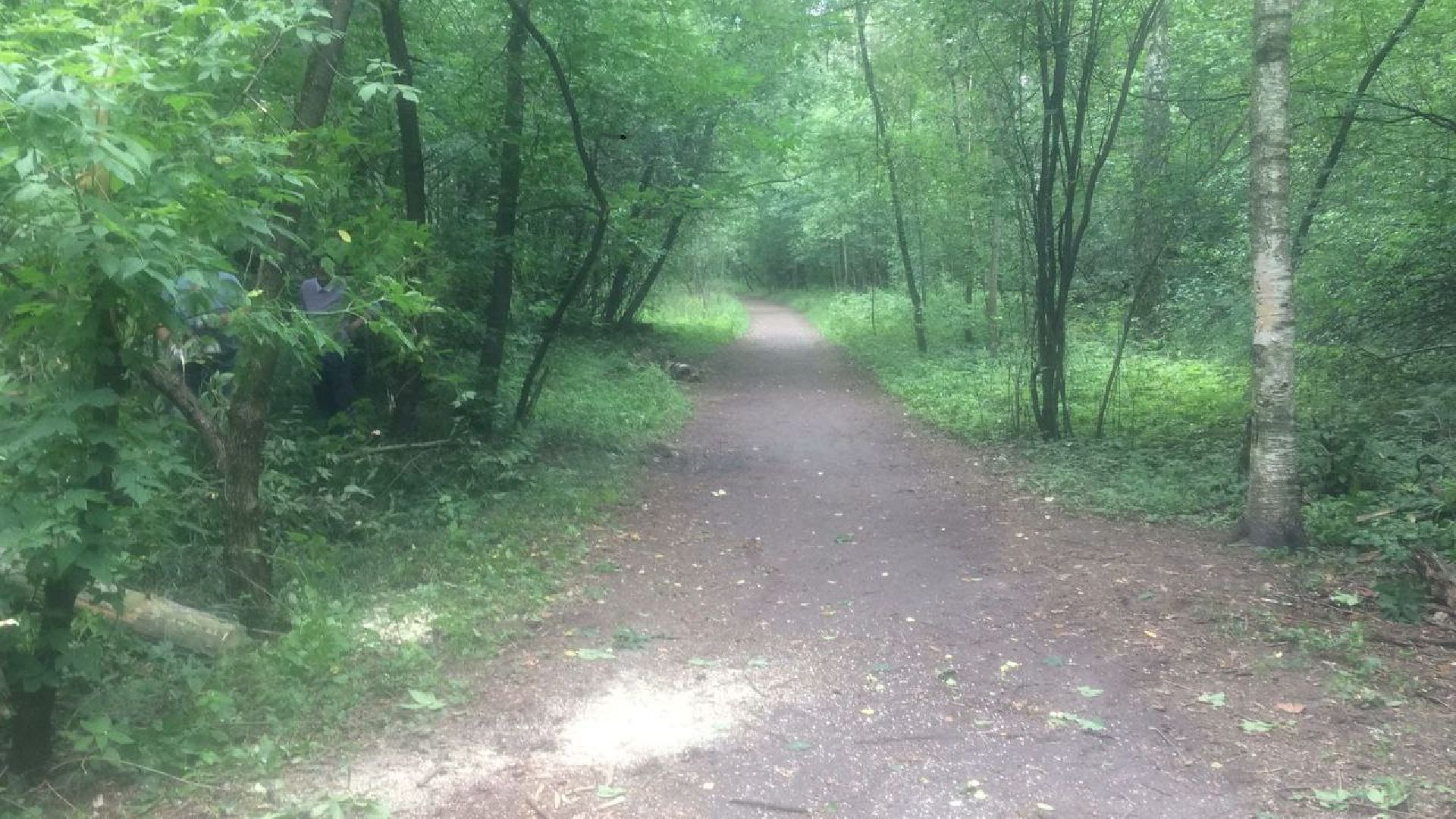 Кузьминский лесопарк, поваленные деревья, уборка в лесу, Котельники