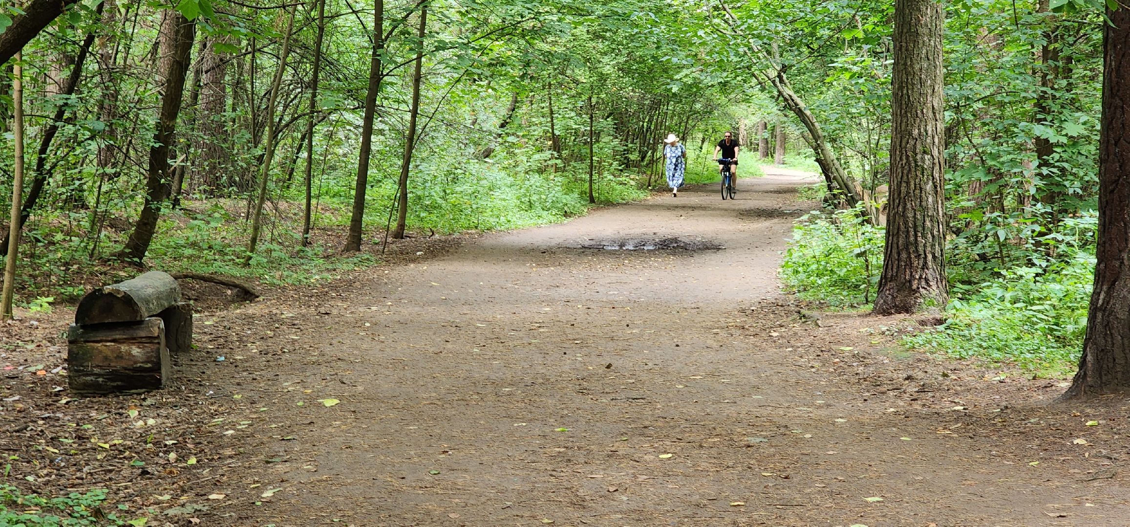 Кузьминский лесопарк, поваленные деревья, уборка в лесу, Котельники