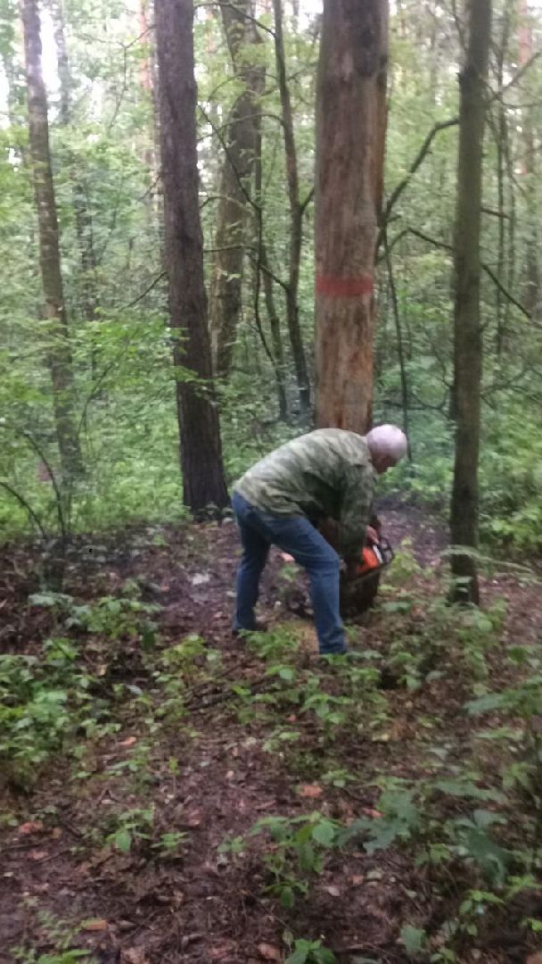 Кузьминский лесопарк, поваленные деревья, уборка в лесу, Котельники