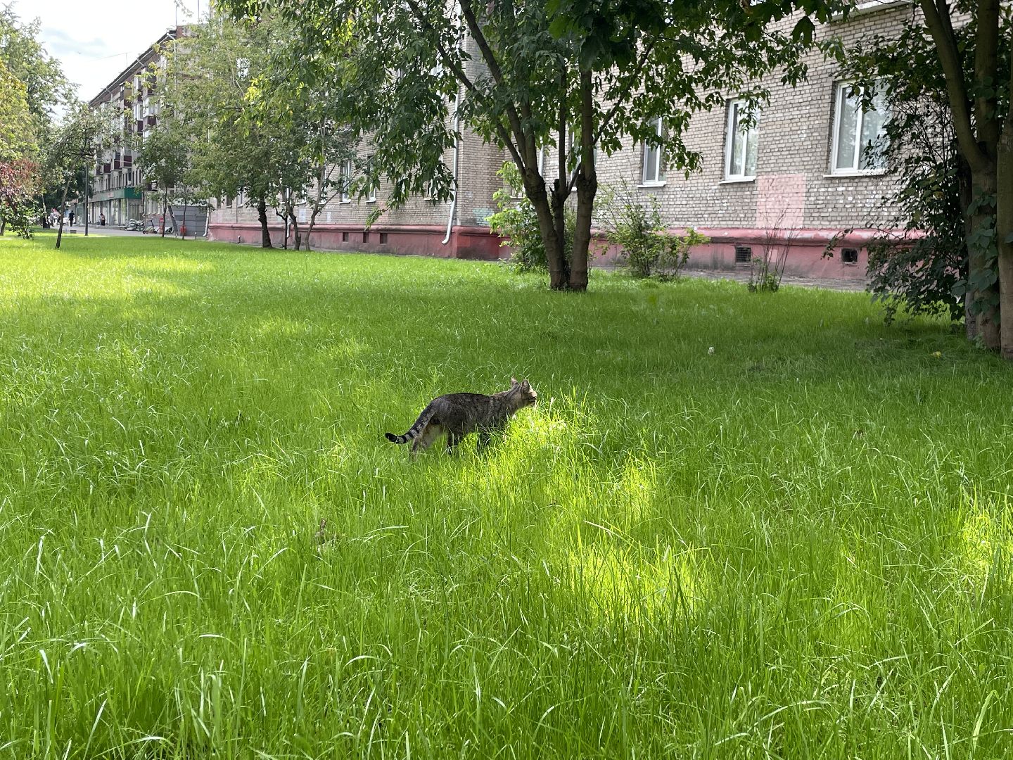 Кот, ремонт, благоустройство, МЦД