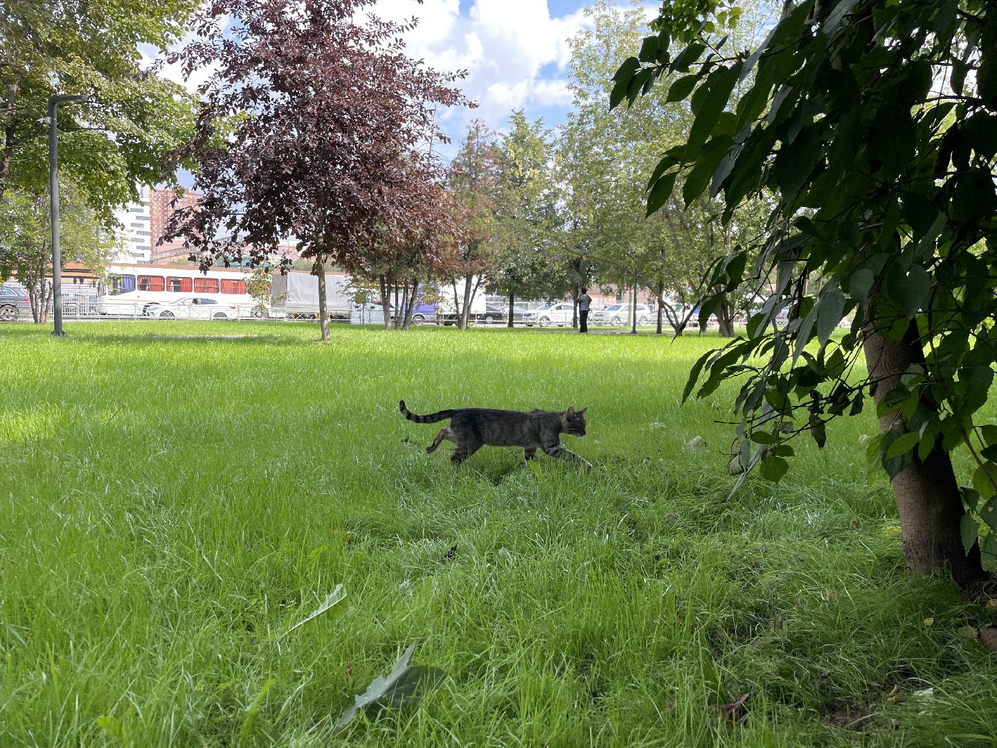 Кот, ремонт, благоустройство, МЦД