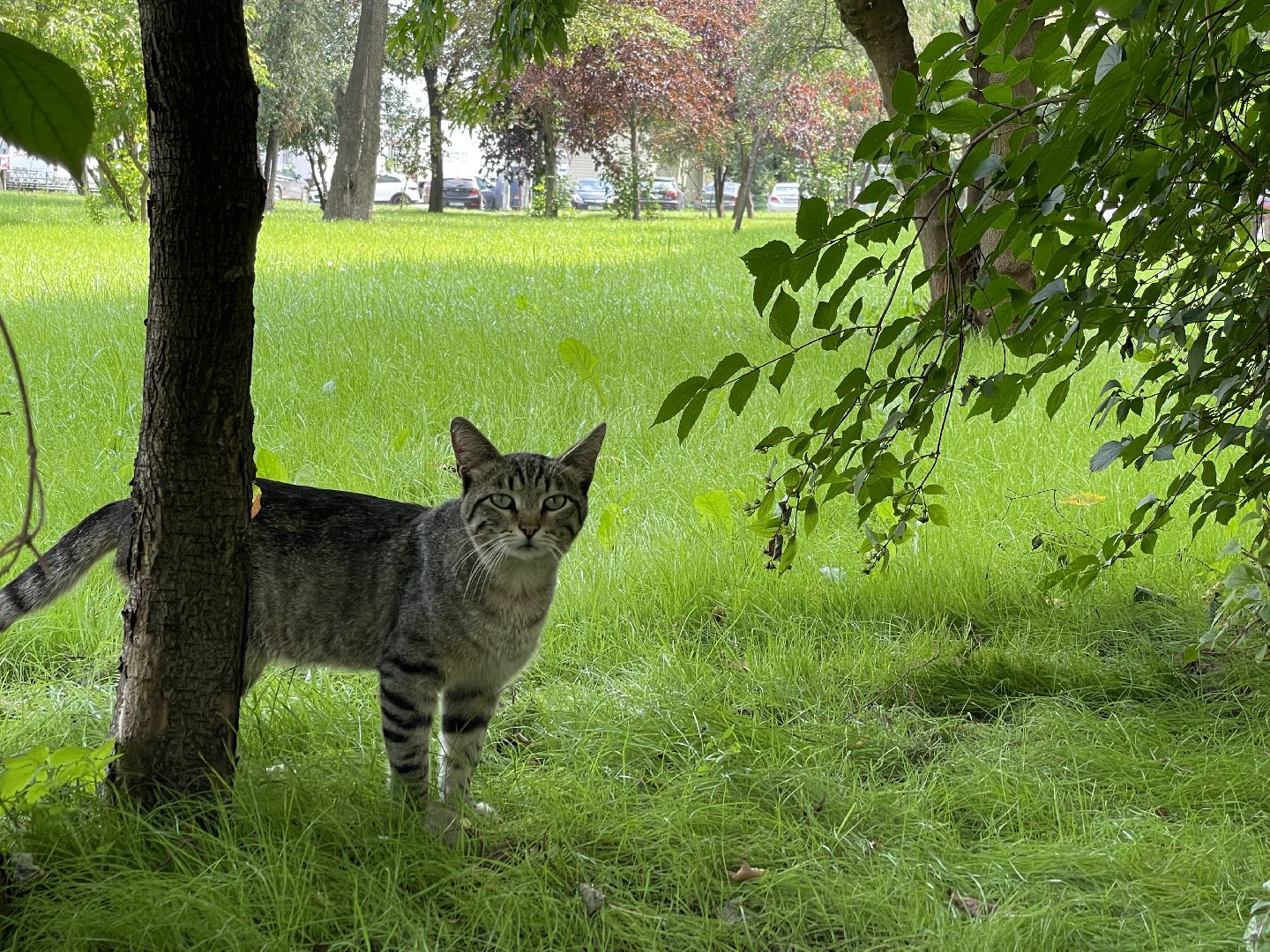 Кот, ремонт, благоустройство, МЦД