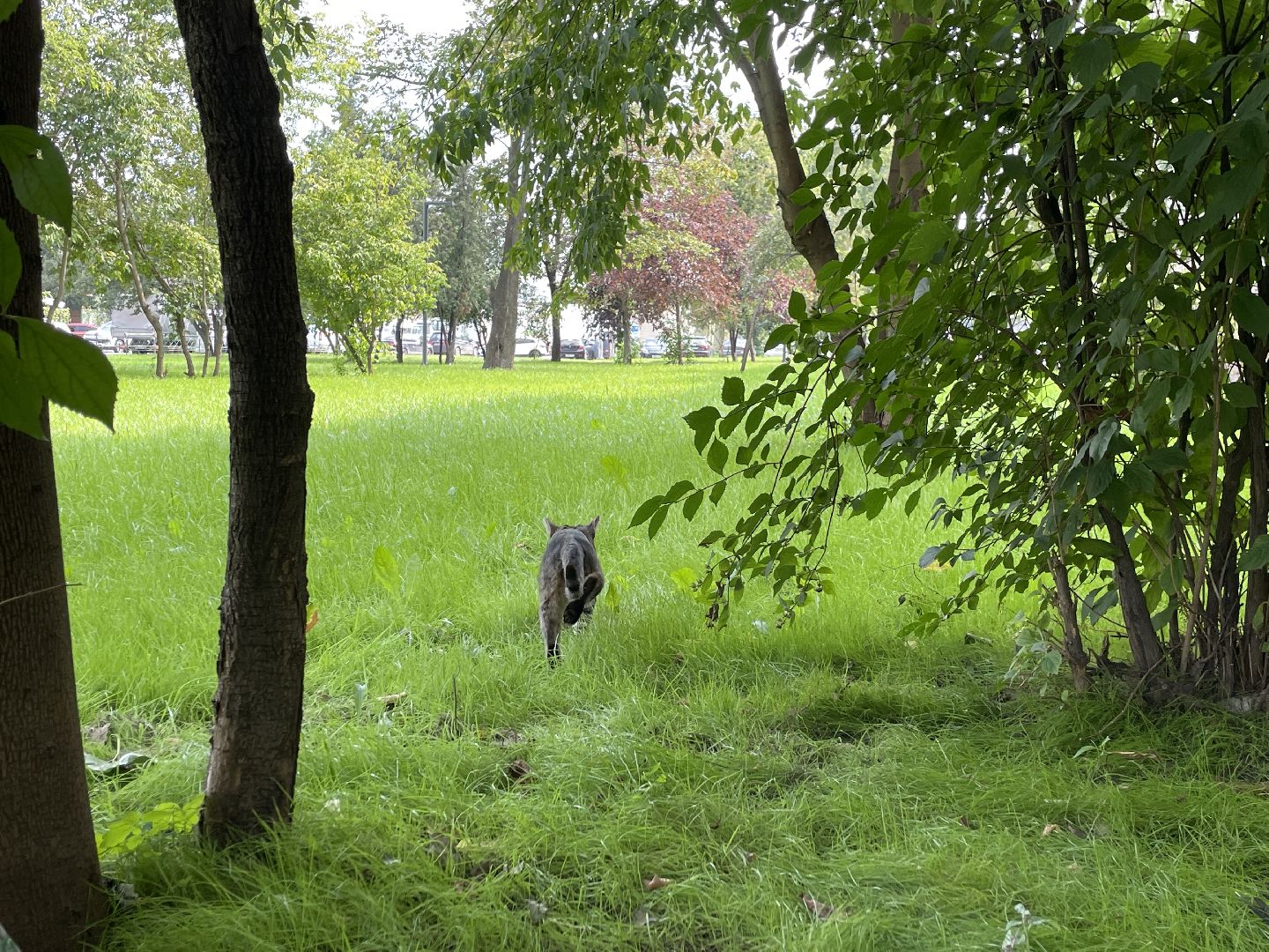 Кот, ремонт, благоустройство, МЦД