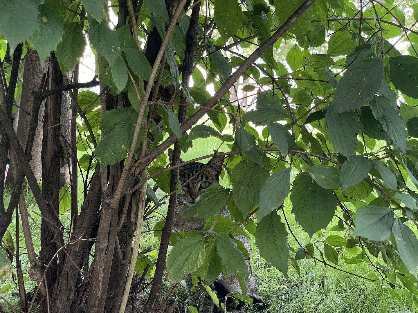 Кот, ремонт, благоустройство, МЦД