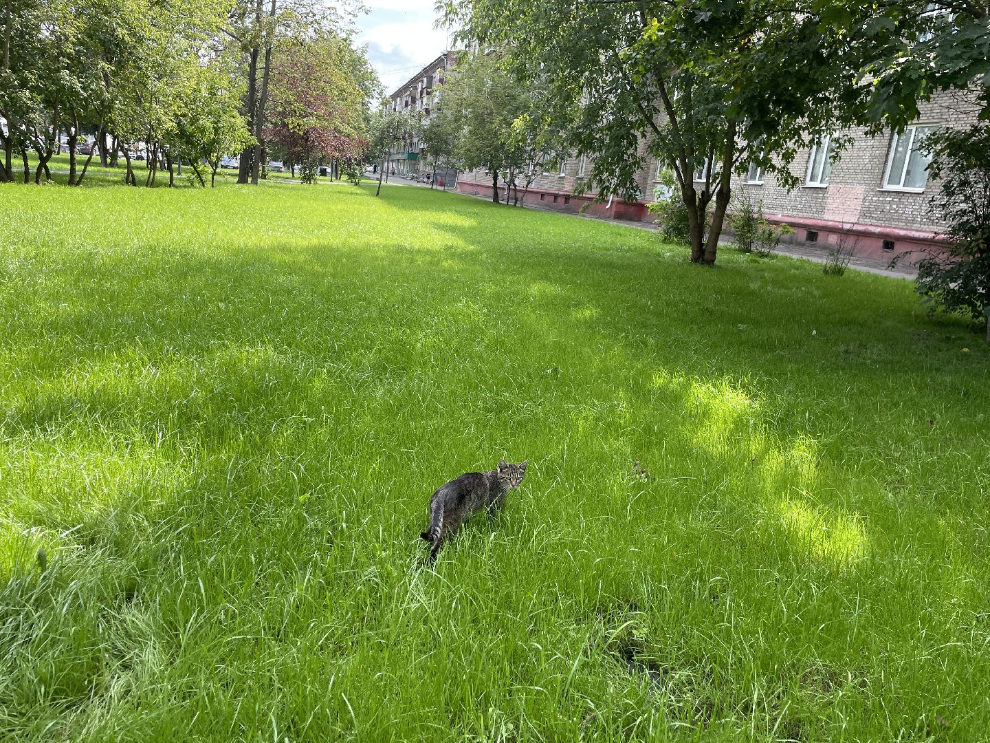 Кот, ремонт, благоустройство, МЦД