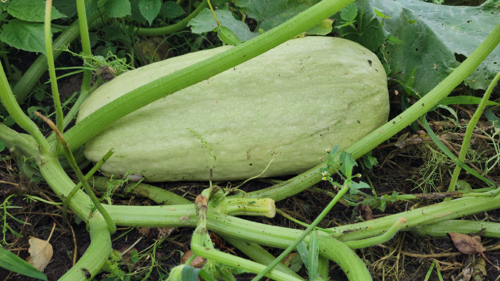 Огород, урожай, кабачки, Старая Купавна, Богородский городской округ