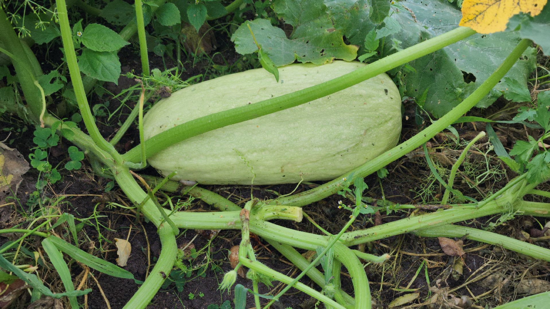 Огород, урожай, кабачки, Старая Купавна, Богородский городской округ