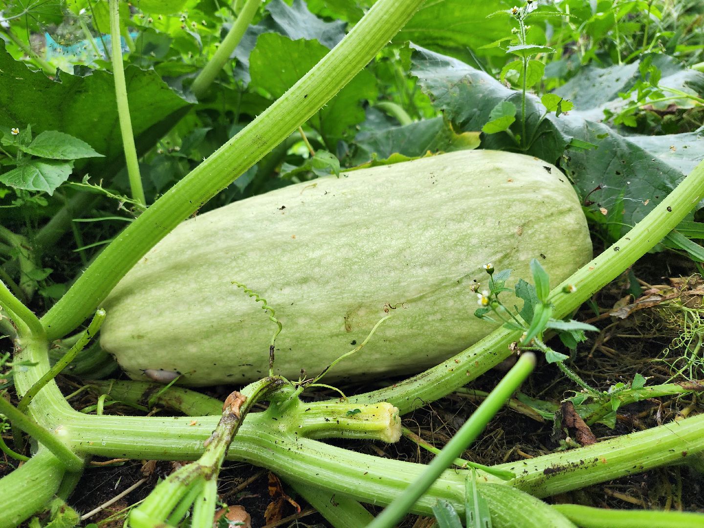 Огород, урожай, кабачки, Старая Купавна, Богородский городской округ