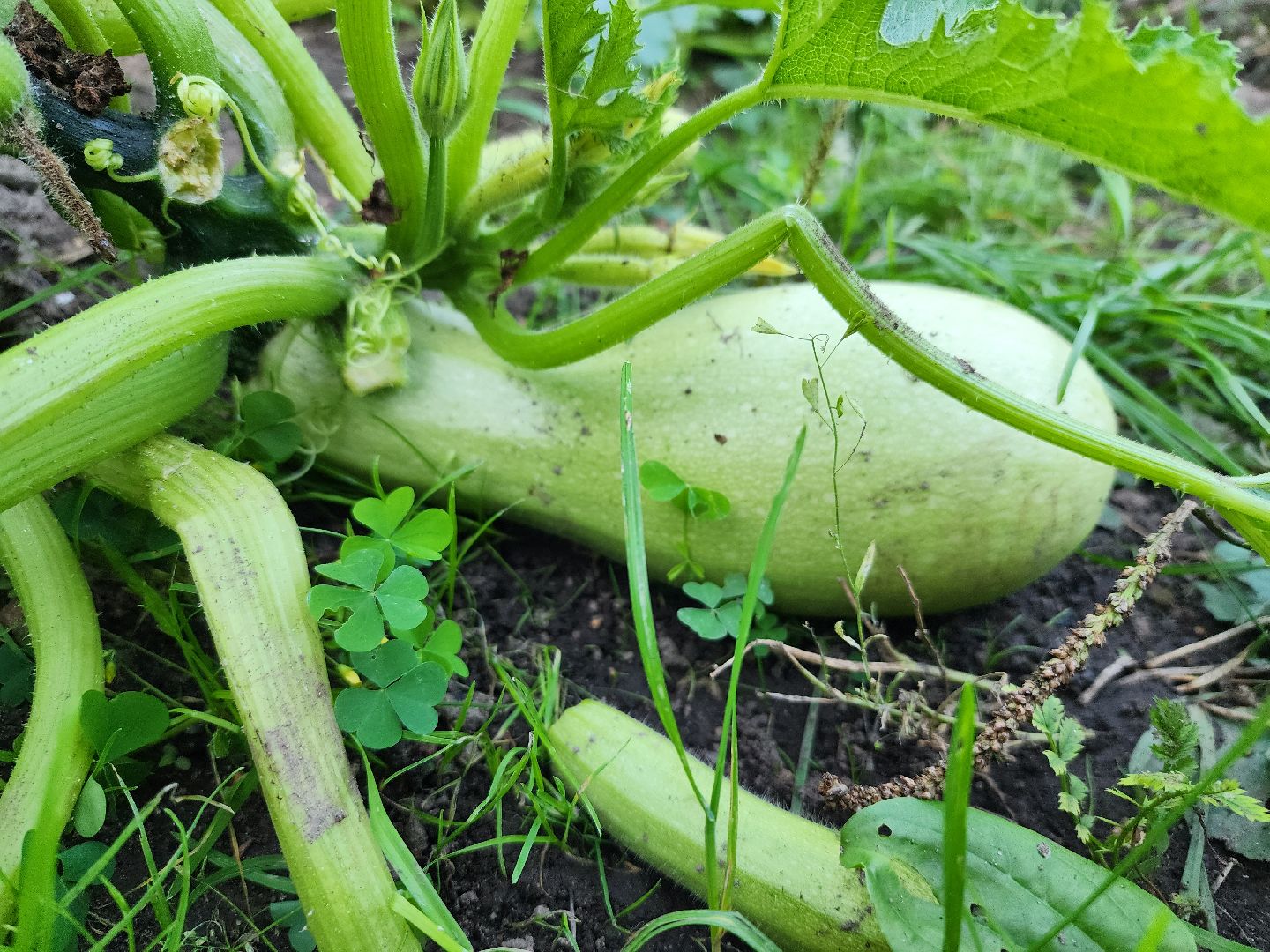 Огород, урожай, кабачки, Старая Купавна, Богородский городской округ