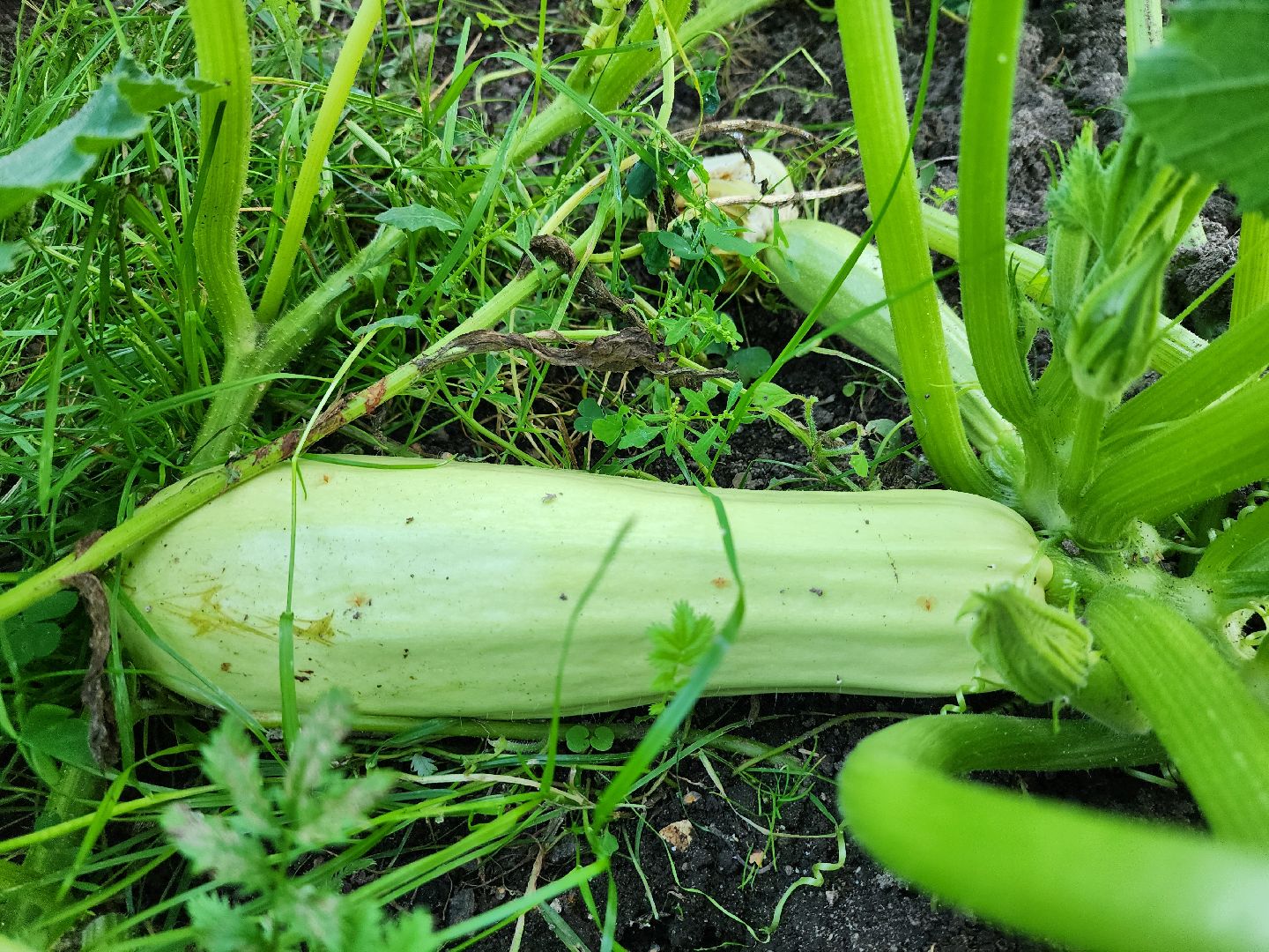 Огород, урожай, кабачки, Старая Купавна, Богородский городской округ