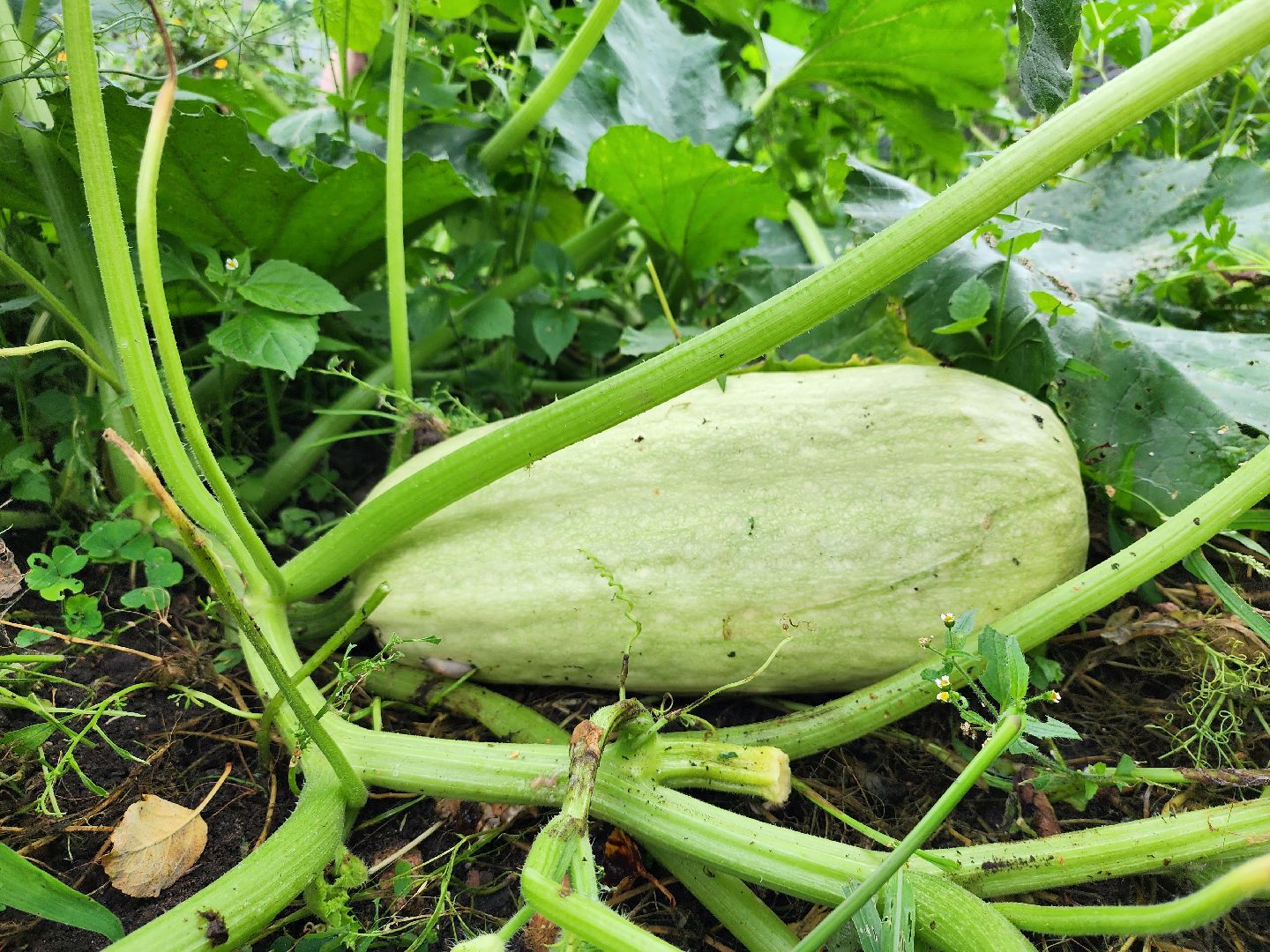 Огород, урожай, кабачки, Старая Купавна, Богородский городской округ