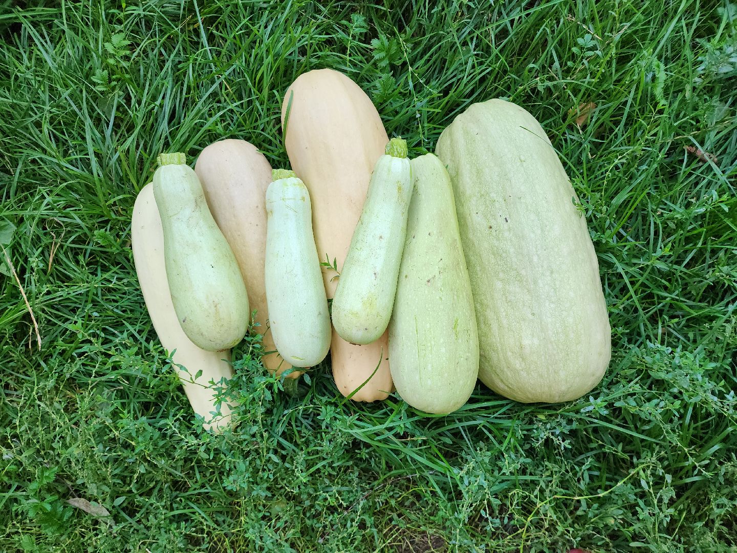 Огород, урожай, кабачки, Старая Купавна, Богородский городской округ