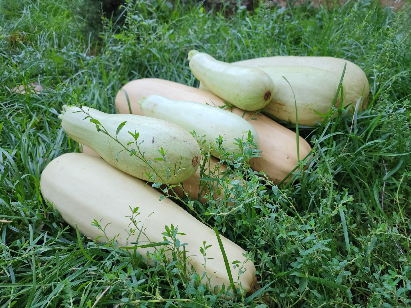 Огород, урожай, кабачки, Старая Купавна, Богородский городской округ