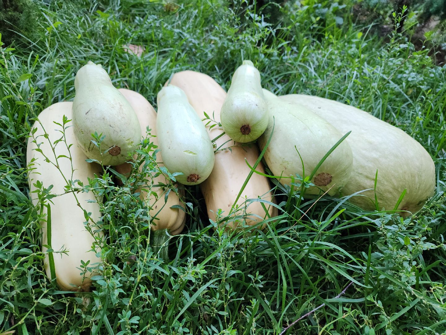 Огород, урожай, кабачки, Старая Купавна, Богородский городской округ