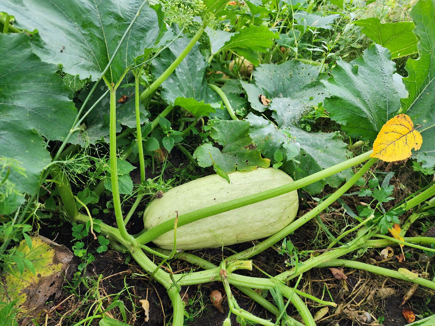 Огород, урожай, кабачки, Старая Купавна, Богородский городской округ