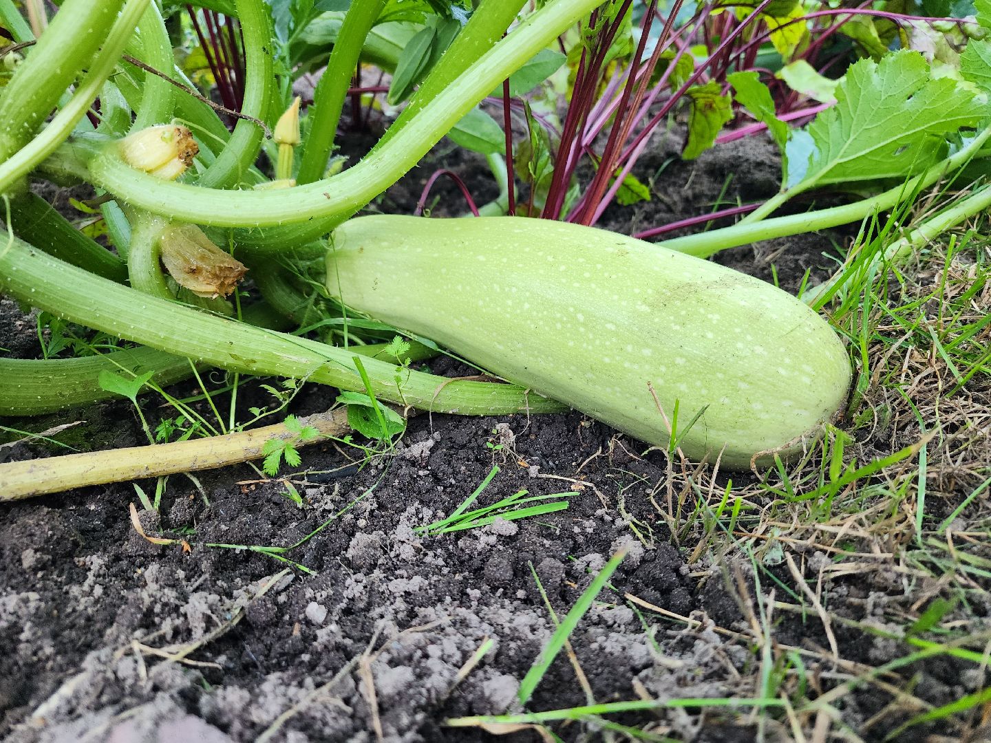 Огород, урожай, кабачки, Старая Купавна, Богородский городской округ