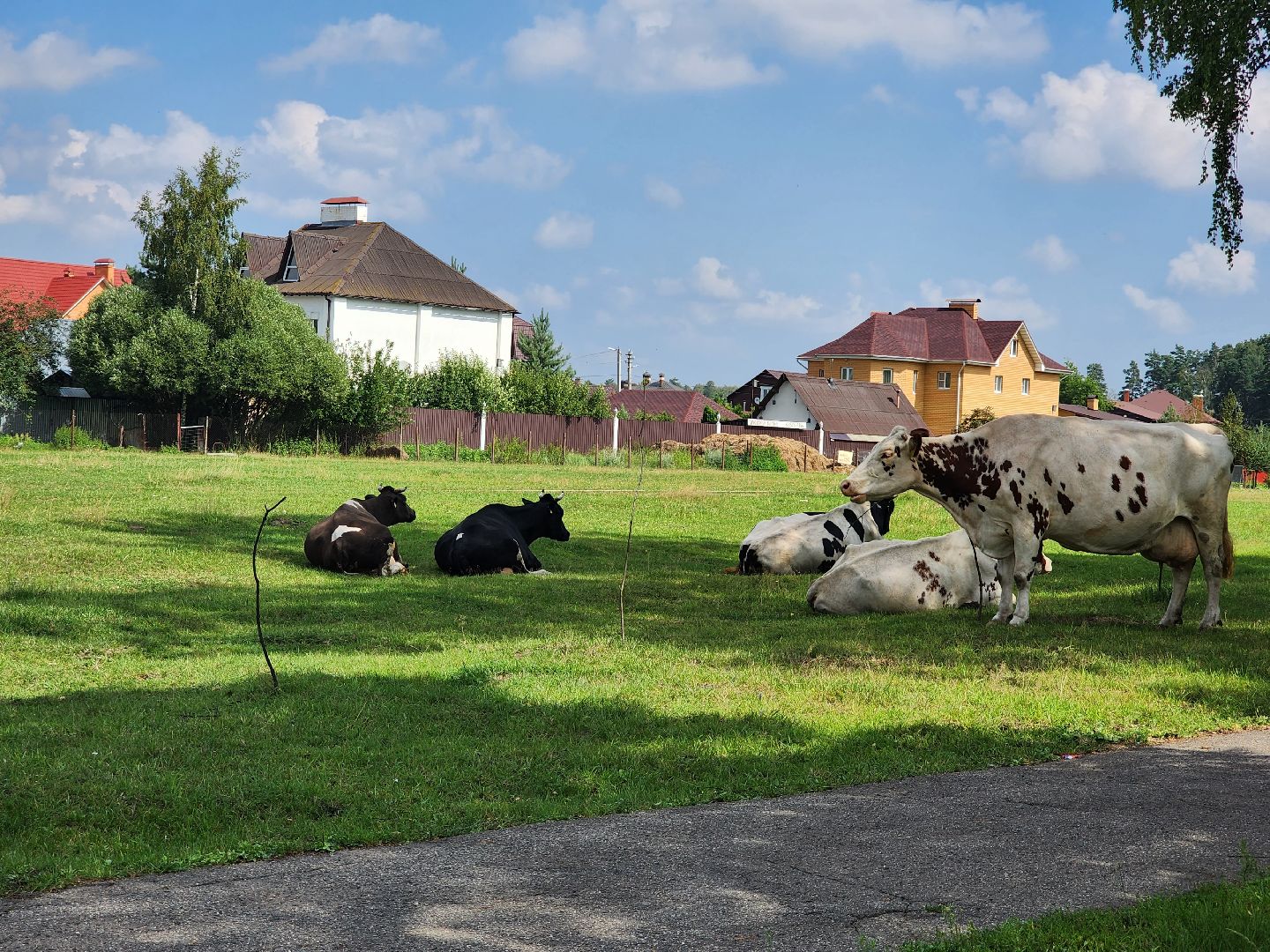Коровы, жара, погода, Кудиново, Богородский городской округ