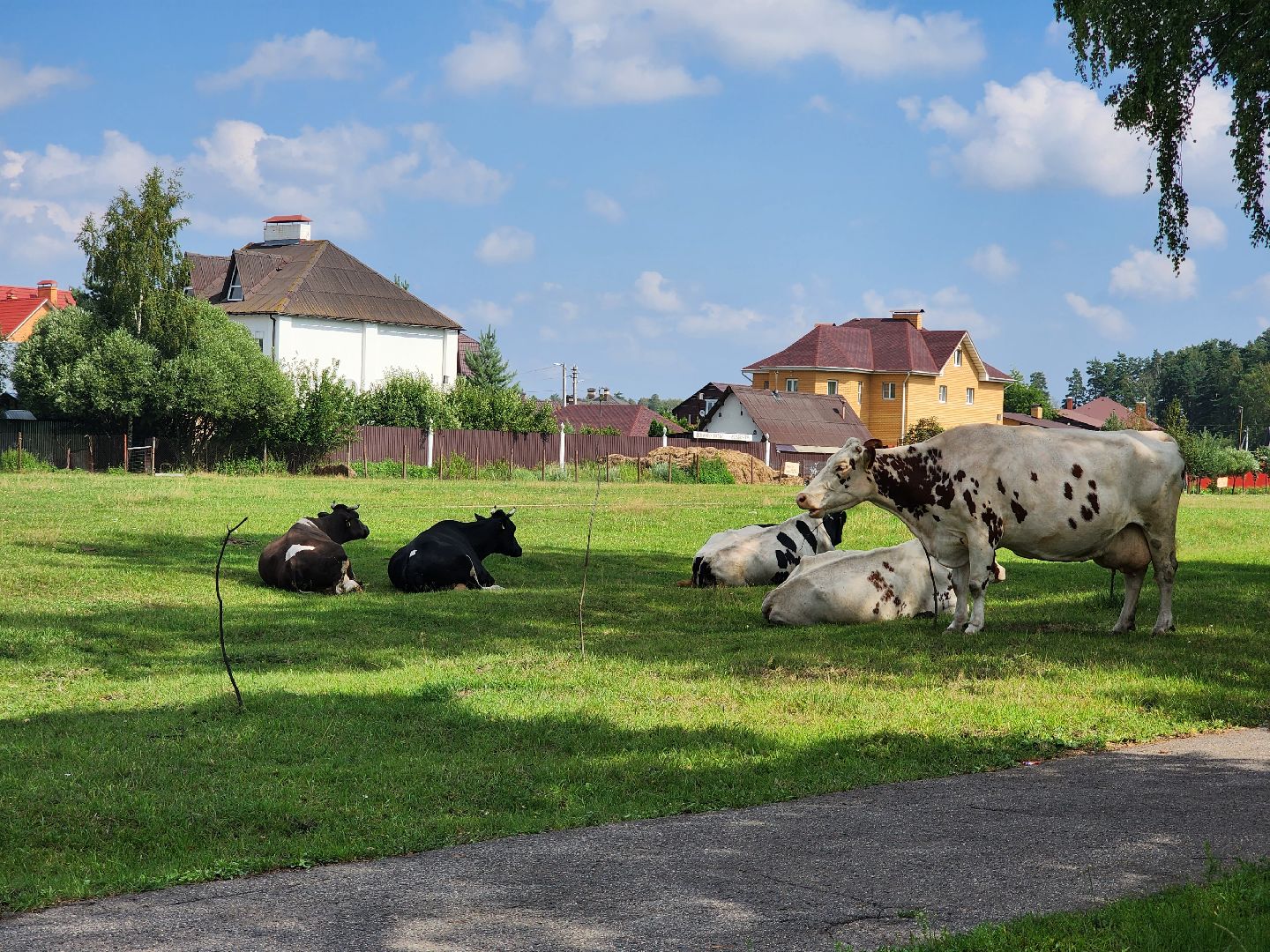 Коровы, жара, погода, Кудиново, Богородский городской округ