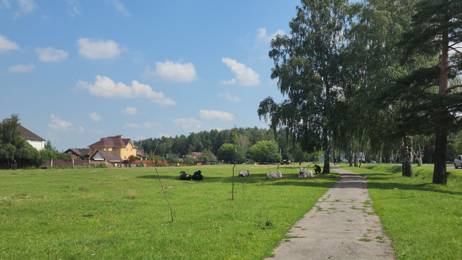 Коровы, жара, погода, Кудиново, Богородский городской округ