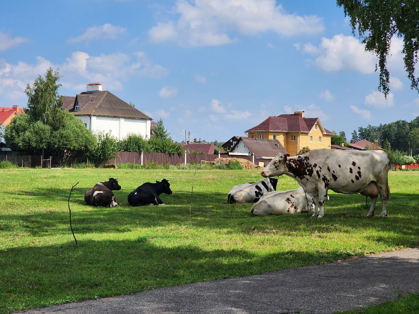 Коровы, жара, погода, Кудиново, Богородский городской округ