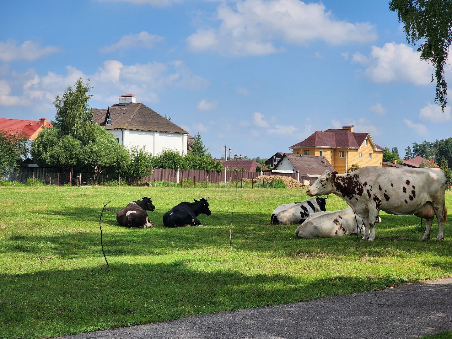 Коровы, жара, погода, Кудиново, Богородский городской округ