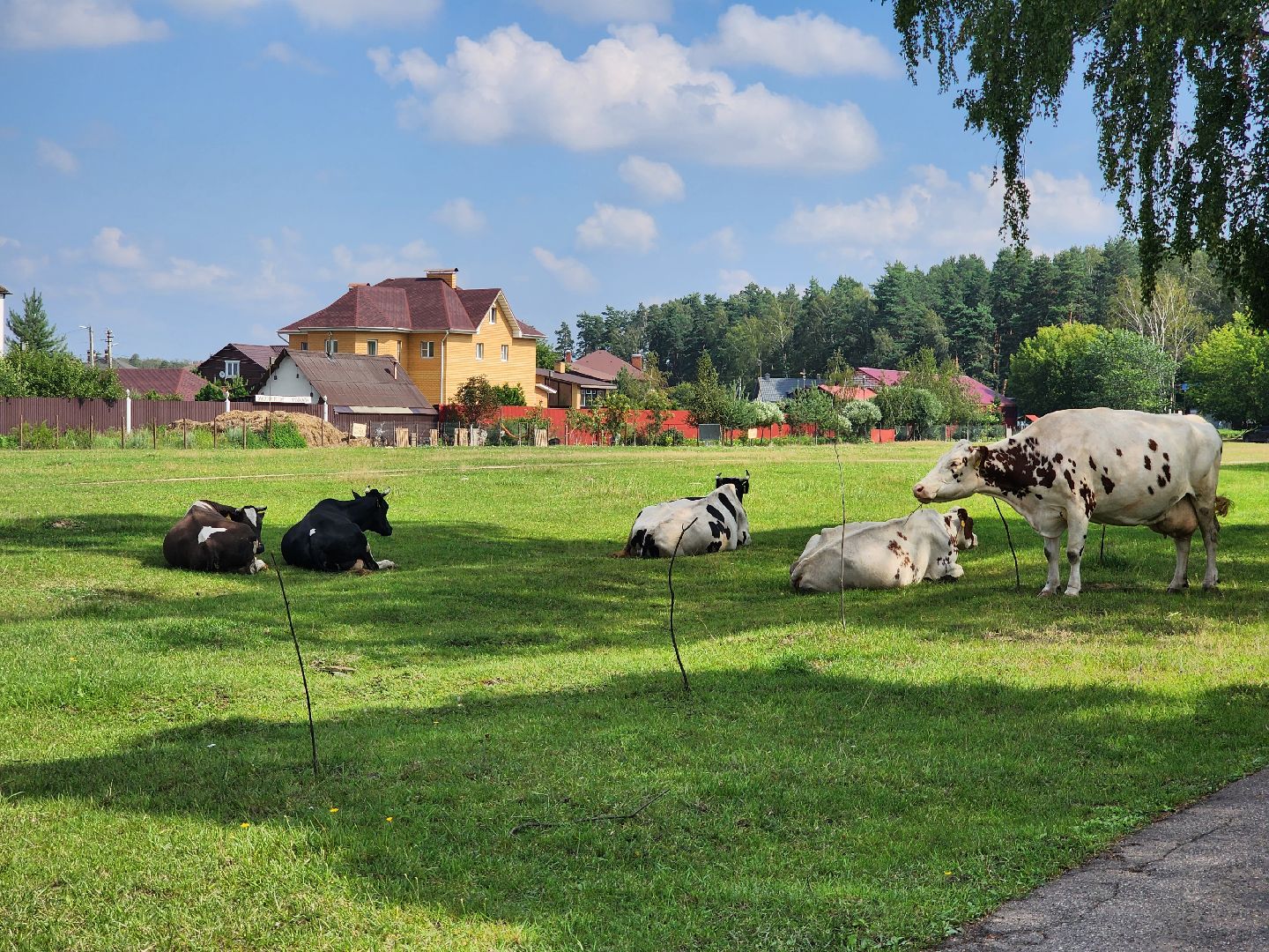 Коровы, жара, погода, Кудиново, Богородский городской округ